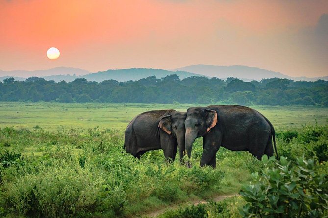 Udawalawe National Park Safari - Overview and Details
