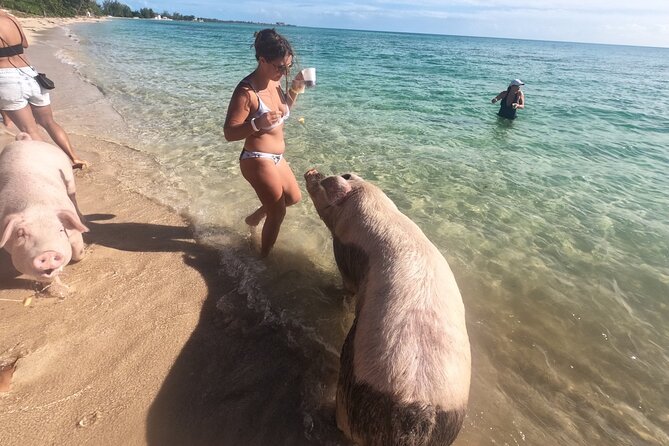 Ultimate SeaXscape! Pigs, Turtles, Snorkel, Lunch, Pickup/Dropoff - Activities and Experiences