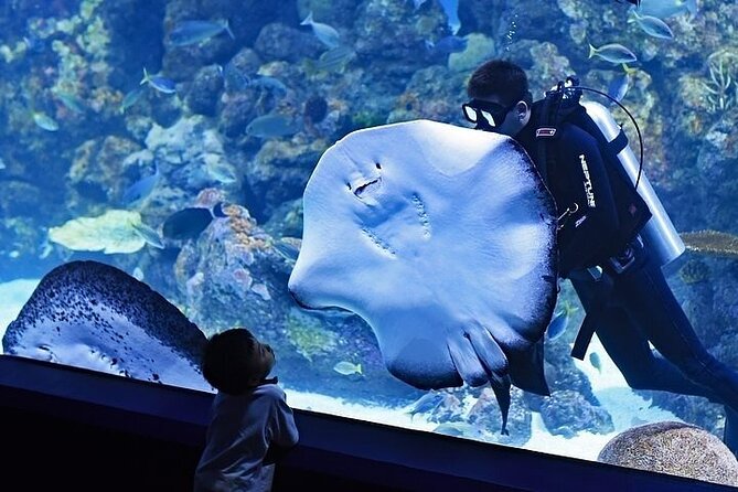 vip-experience-dubai-aquarium-underwater-zoo-as-per-selection-immersive-aquarium-experience