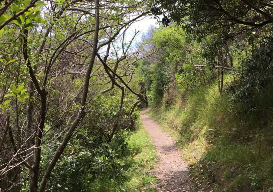 Waiheke Island: Double Headland Premium Guided Coastal Walk