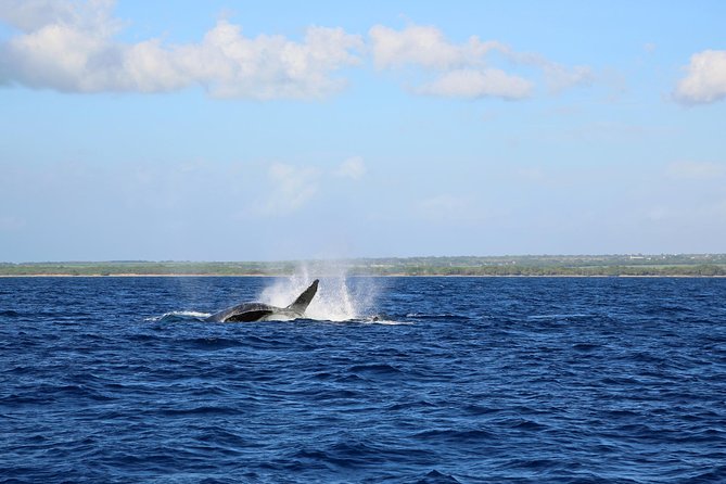 Wake Up With the Whales Cruise - Whale Watching Experience