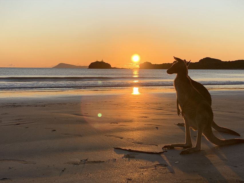Wallabies on the Beach Sunrise Trip From Mackay - Tour Overview and Pricing