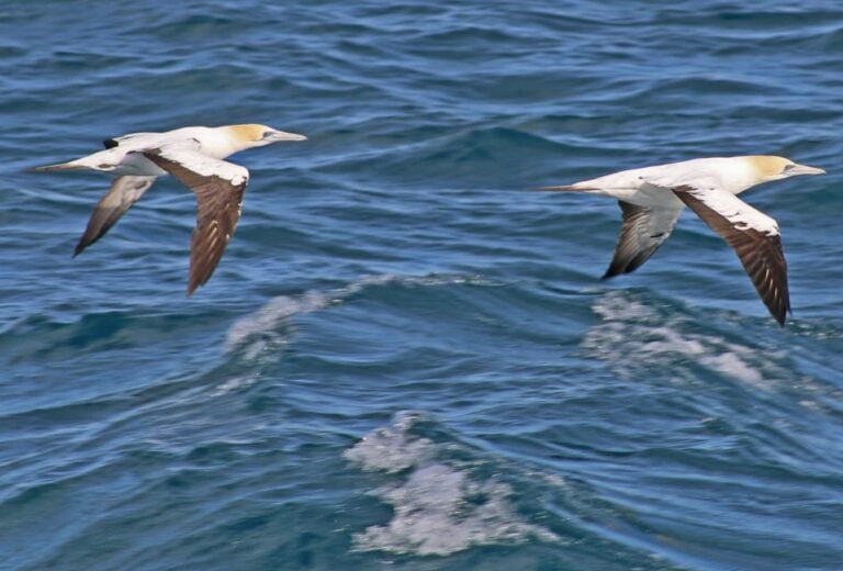 welshpool-wilsons-promontory-nature-and-wildlife-day-cruise-tour-overview