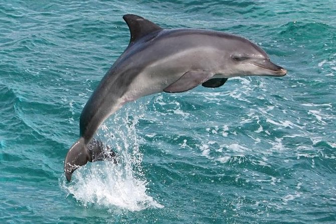 West Oahu Whale-Watching Excursion
