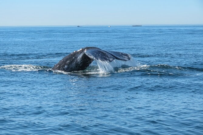 11 Best Whale Watching Experiences In San Diego | PT