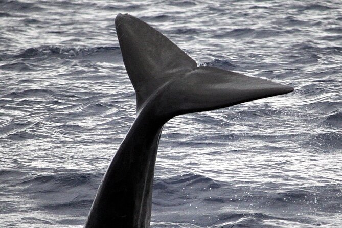 Whale and Dolphin Watching Tour - Funchal