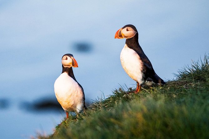 whale-and-puffin-watching-around-skjalfandi-bay-from-husavik-overview-of-the-tour