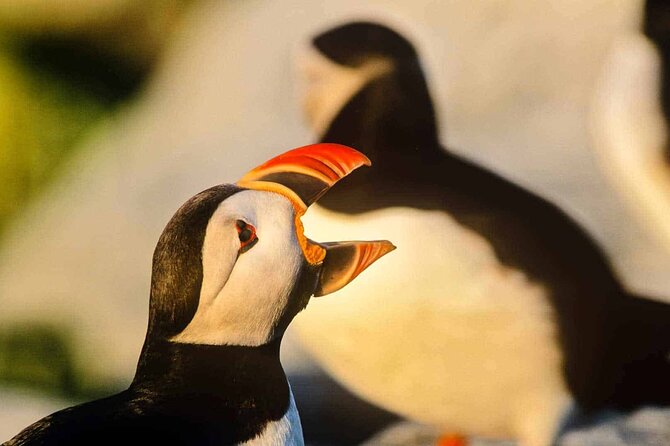Whale and Puffin Watching Tour