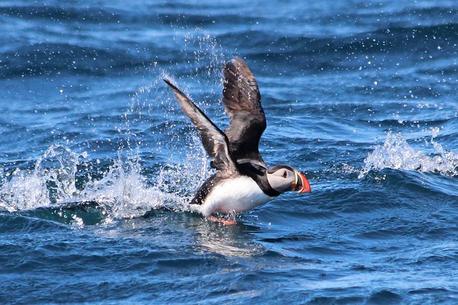 Whale Safari and Puffins RIB Boat Tour From Húsavík - Overview of the Tour
