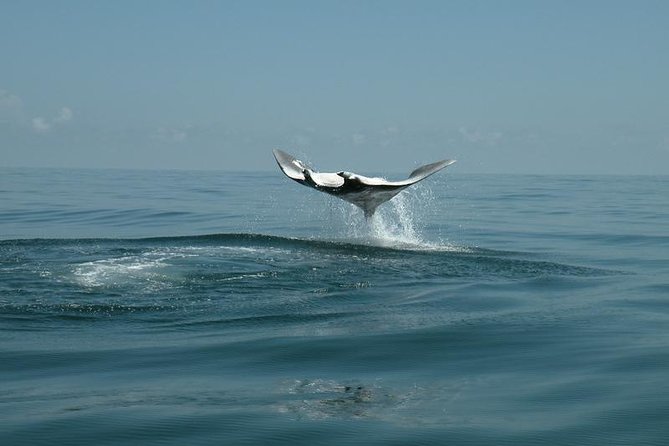 Whale Shark and Snorkeling Adventure From Isla Holbox - Inclusions and Exclusions