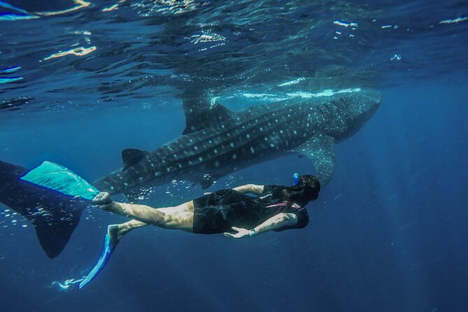 Whale Shark Encounter Full-Day All Inclusive Tour From Riviera Maya - Tour Overview
