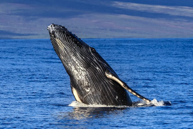 Whale Watch Adventure Aboard Mauis Only Luxury Super Raft - Tour Overview