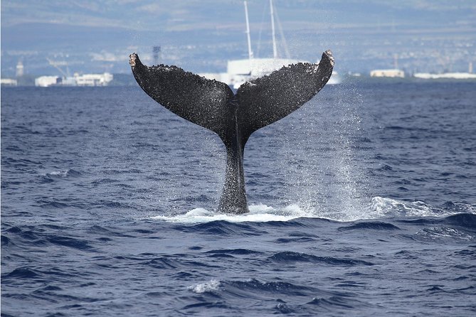Whale Watch Cruise Aboard The Majestic by Atlantis Cruises - Overview and Highlights