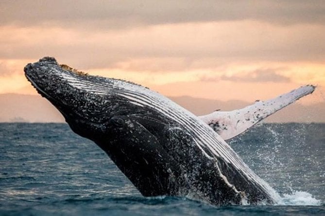 Whale Watch, Dolphins, Turtles and Sightseeing Cruise (Winter Only)