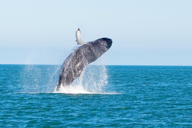 Whale Watching Adventure With Pick up From Los Cabos Hotels - Tour Overview