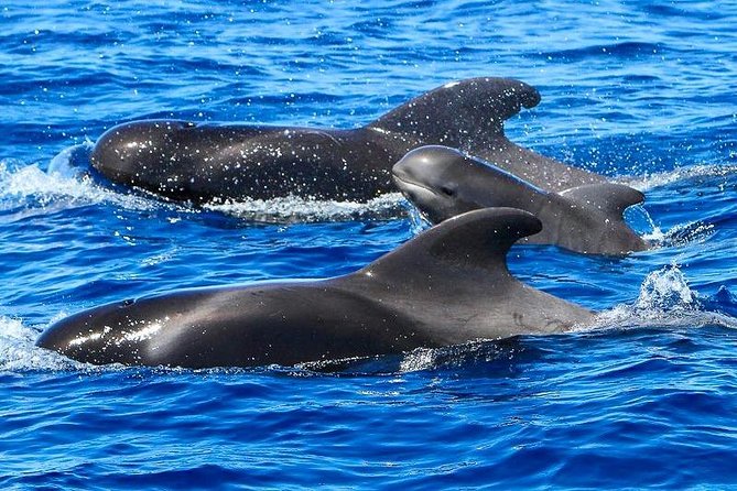 Whale Watching Catamaran in Costa Adeje (Including Drinks & Sandwich)