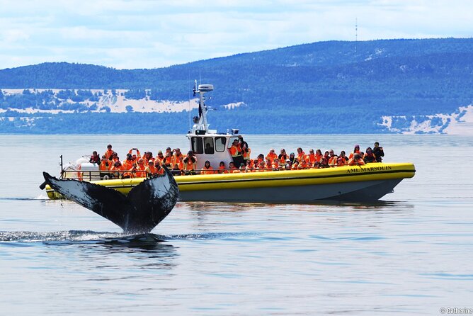 whale-watching-cruise-from-tadoussac-or-baie-ste-catherine-overview-of-the-whale-watching-cruise