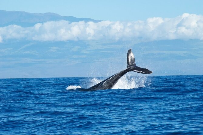 Whale Watching Cruise in Honolulu