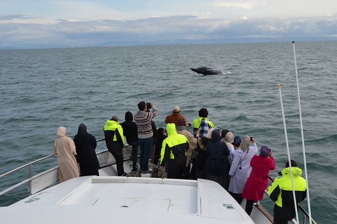 Whale Watching & Dolphin Yacht Cruise