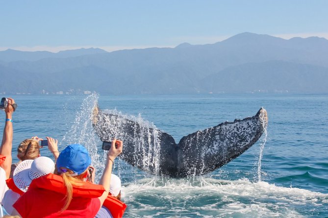 Whale Watching Experience - Overview of Whale Watching