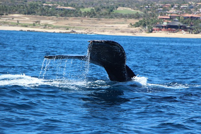 Whale Watching in Cabo San Lucas on Board Our Luxury Trimaran! - Overview and Experience