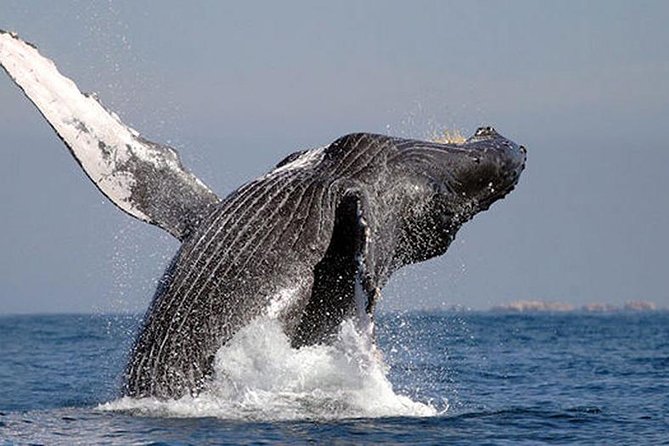 Whale Watching in Cabo San Lucas: Sightseeing Cruise and Shopping - Tour Overview