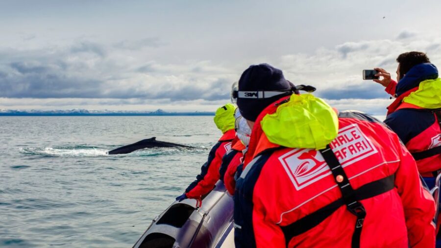 Whale Watching in Reykjavik by Speedboat - Tour Overview