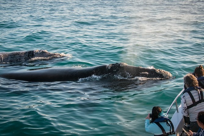 Whale Watching Knysna - Close Encounter Experience Ocean Odyssey