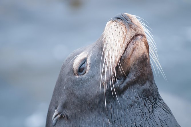 Whale Watching Monterey Bay Semi-Private Limited to 6 People Max - Tour Overview