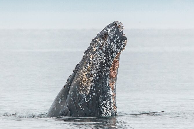 whale-watching-tour-in-a-zodiac-boat-in-victoria-exploring-the-haro-strait-and-san-juan-de-fuca-strait