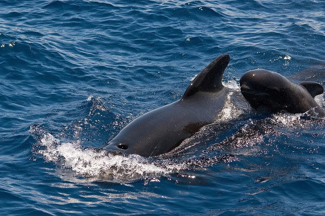 Whales & Dolphins Watching in Exclusive Sailboat - Inclusions and Amenities