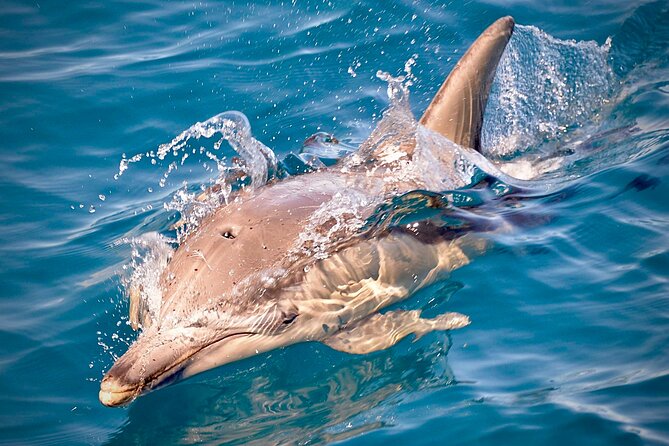 Wild Dolphin Swim Cruise