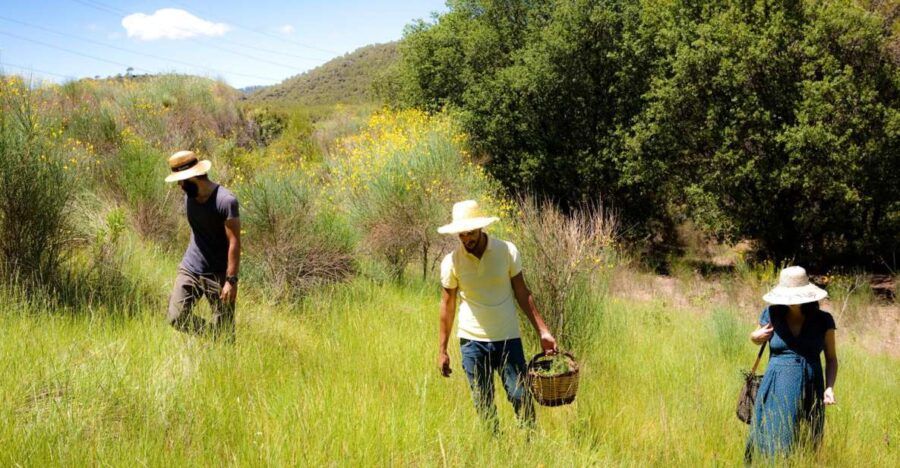 Wild Walk: Discover the Local Wild Flora