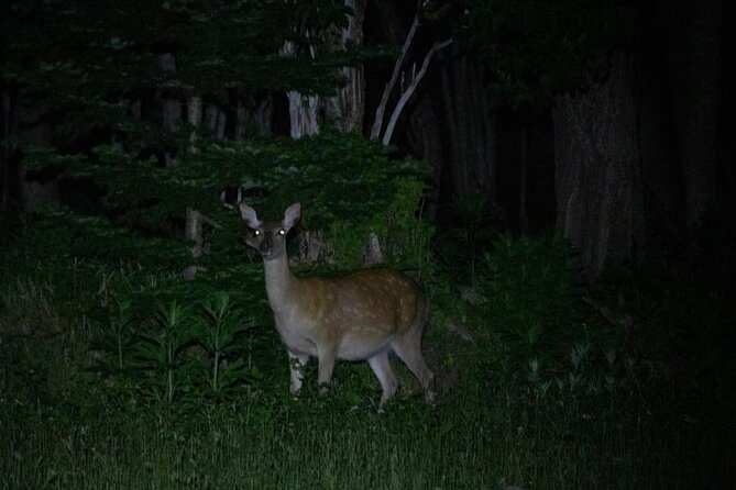 Wildlife Night Drive in Shiretoko National Park - Overview of the Experience