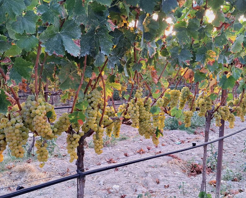 wine-olive-oil-tasting-and-pottery-work-shop-small-group-activity-details