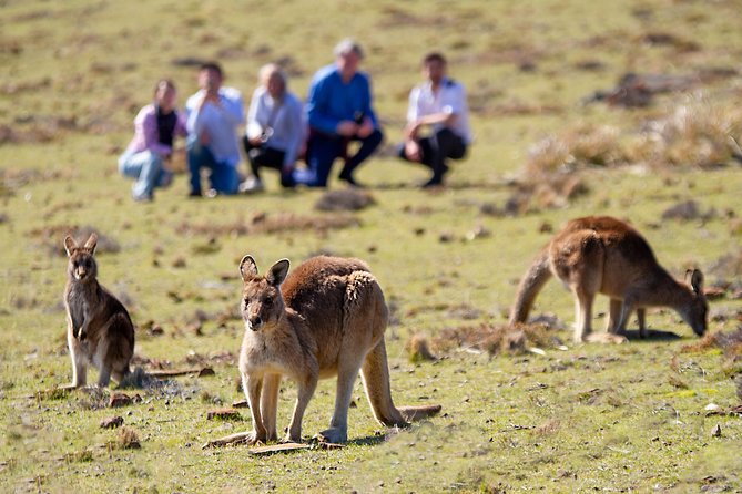 Wineglass Bay And Maria Island Wildlife Scenic Flight From Hobart - Tour Overview