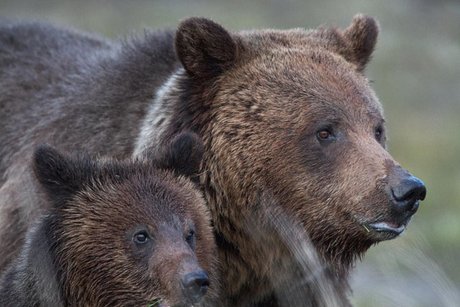 Yellowstone National Park Group Tour