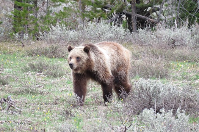 Yellowstone National Park - PRIVATE Full-Day Lower Loop Tour From Jackson Hole - Tour Overview