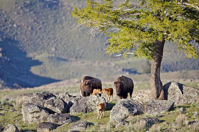 yellowstone-national-park-private-tour-tour-itinerary