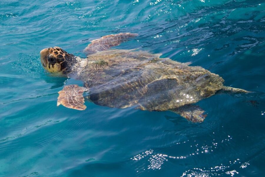 Zakynthos: Guided Boat Tour to Turtle Island With Swimming
