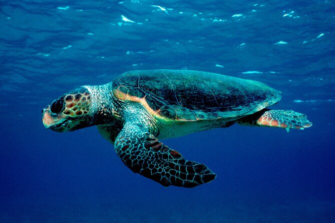 zakynthos-marine-park-with-turtles-spotting-overview-of-zakynthos-marine-park