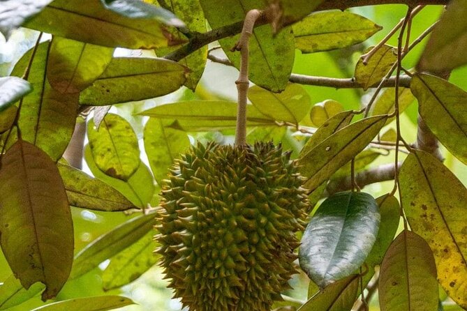 Zanzibar Spice Tour