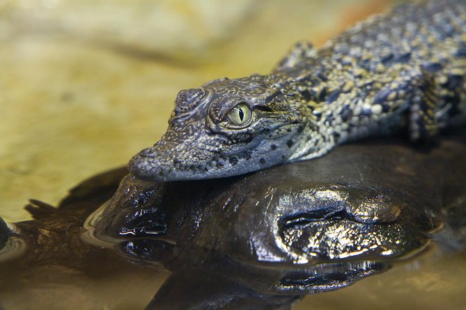 zaragoza-aquarium-admission-ticket-about-the-zaragoza-aquarium
