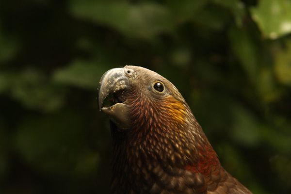 zealandia-by-night-tour-tour-overview-and-pricing