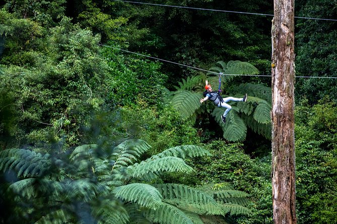 Ziplining Forest Adventure - The Original Canopy Tour Rotorua