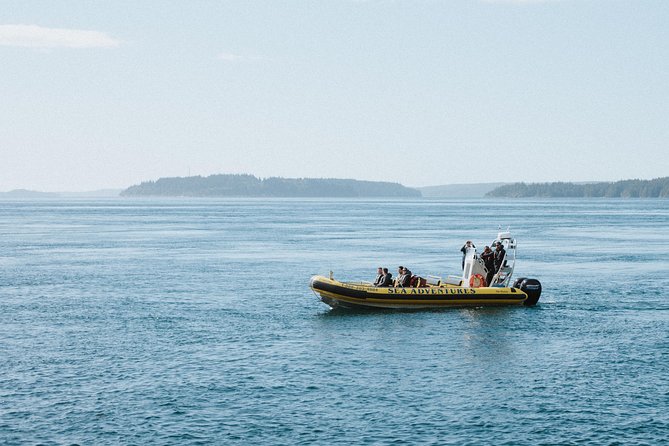 Zodiac Whale Watching Adventure From Telegraph Cove