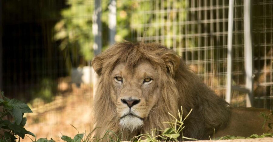 zoo-al-maglio-1-day-ticket-for-the-jungle-of-ticino-overview-of-zoo-al-maglio