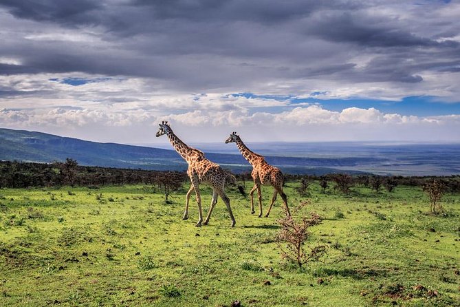 4 Days Tarangire Serengeti Ngorongoro Crater - Meeting and Pickup