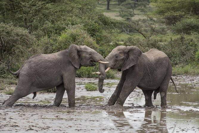 6 Days-The Best of Tanzania Safari - Serengetis Magnificent Landscapes