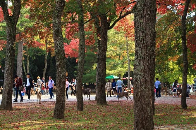 All Must-Sees in 3 Hours - Nara Park Classic Tour! From JR Nara! - Meeting Point